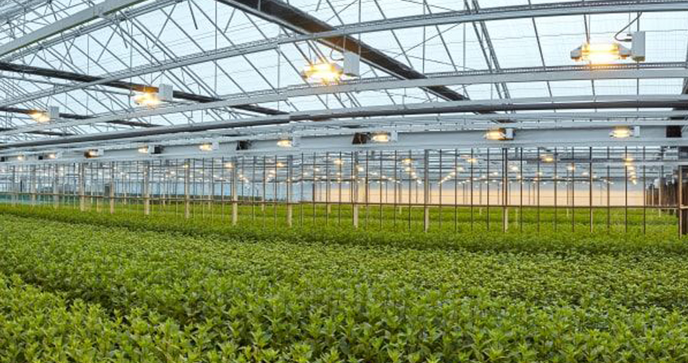 Gavita grow deals lights canada